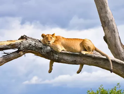 Uganda Tanzania Wildlife Tour
